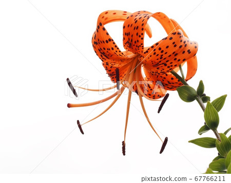 Flower of Onigari 67766211