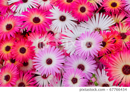 Livingston Daisy in full bloom 67766434