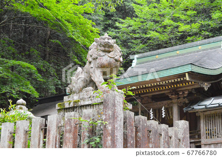 護衛犬 保護京都長滿苔蘚的森林中的埃文神社的庇護所 照片素材 圖片 圖庫