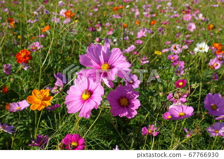 波斯菊盛開 67766930