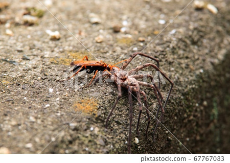 黑面Obekko 黑面Obekko 67767083