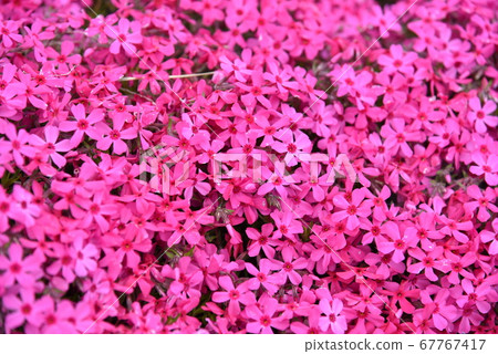 Misa cherry tree in full bloom 67767417