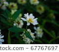 花的名字 67767697