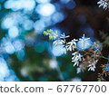 夏日的光芒 67767700