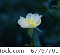 黃花 67767701