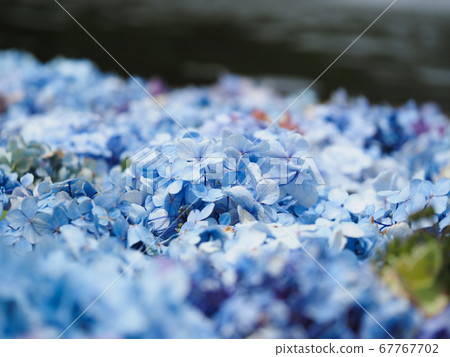 繡球花海 67767702