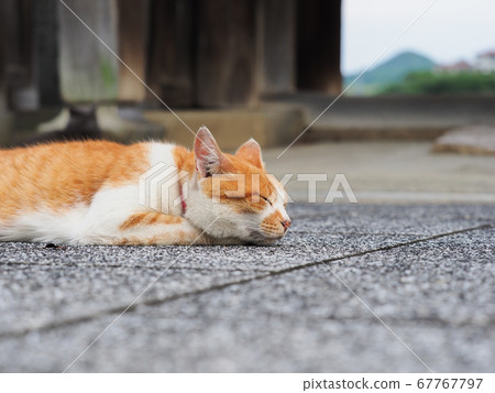 A brown and white bee-whip cat in the temple of Onomichi A brown and white bee-whip cat in the temple of Onomichi 67767797