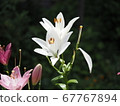  白花 67767894