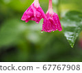 對花 67767908