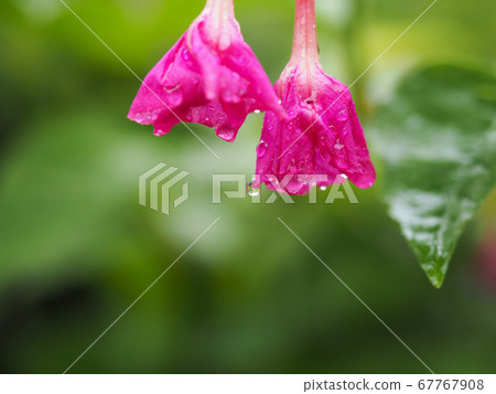 對花 對花 67767908