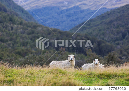 Sheep Sheep 67768010