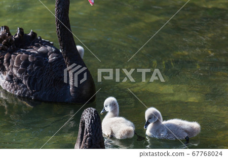 Black swan Black swan 67768024