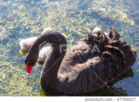 Black swan 67768027