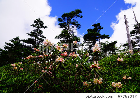 Nikko Taro Mountain Ishikusu Flower on the trail 67768087