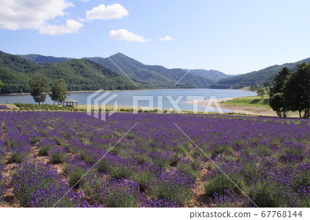 Lake, mountains and lavender fields Lake, mountains and lavender fields 67768144