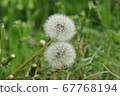 Dandelion when leaving 67768194