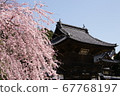 Cherry blossoms shining in the temple 67768197