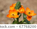 Flowers 67768200