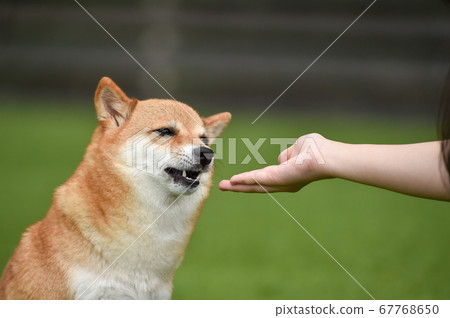 Shiba Inu receiving a snack from the owner Shiba Inu receiving a snack from the owner 67768650