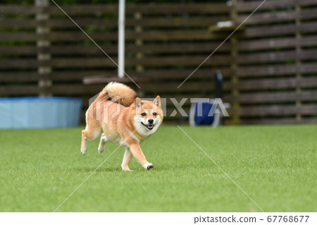 Shiba Inu playing in a dog run Shiba Inu playing in a dog run 67768677