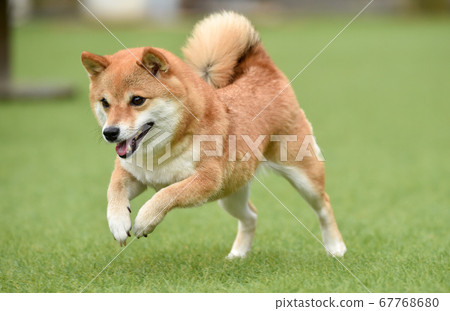 Shiba Inu playing in a dog run 67768680
