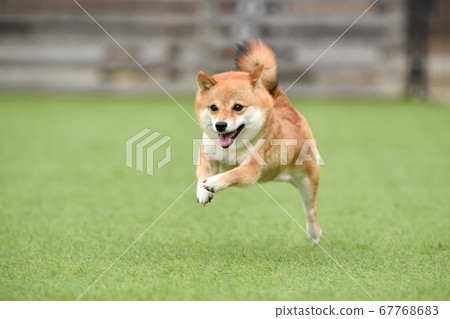 Shiba Inu playing in a dog run 67768683