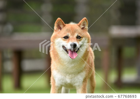 柴犬犬跑 67768693