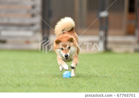 柴犬犬跑 67768701