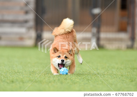 Shiba Inu playing in a dog run 67768702