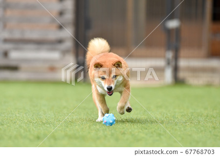 Shiba Inu playing in a dog run Shiba Inu playing in a dog run 67768703