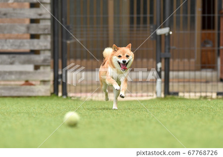Shiba Inu playing in a dog run 67768726