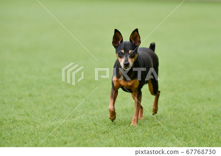 在狗奔跑中玩耍的高級狗微型杜賓犬 照片素材 圖片 圖庫