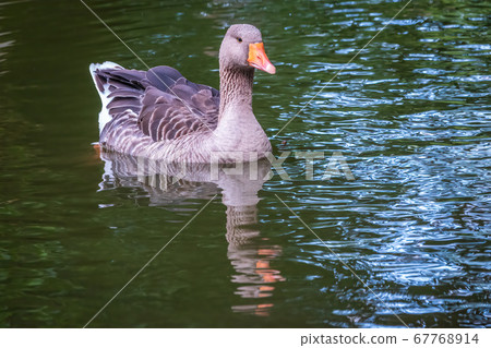 Wild gray goose swims in a lake with green water. 67768914