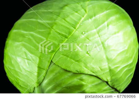 Green cabbage isolated on black Green cabbage isolated on black 67769066