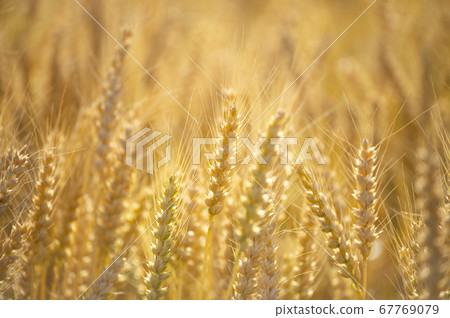 A fruitful wheat field 67769079