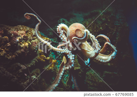 Octopus close-up view 67769085