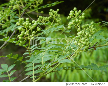 實際胡椒sansho 實際胡椒sansho 67769554