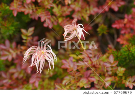 Gingulma autumn leaves (Ginsendai, Hokkaido) Gingulma autumn leaves (Ginsendai, Hokkaido) 67769679