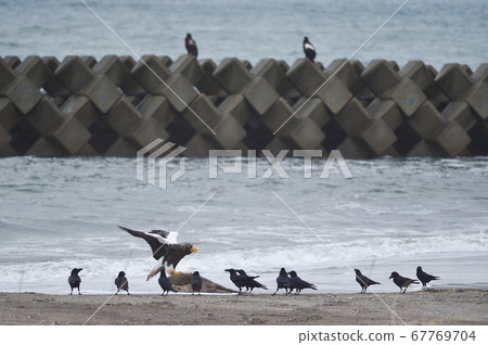 Steller's sea eagle and crows (Hokkaido) Steller's sea eagle and crows (Hokkaido) 67769704