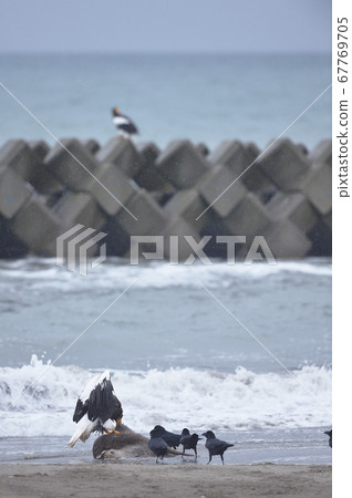 Steller's sea eagle and crows (Hokkaido) Steller's sea eagle and crows (Hokkaido) 67769705