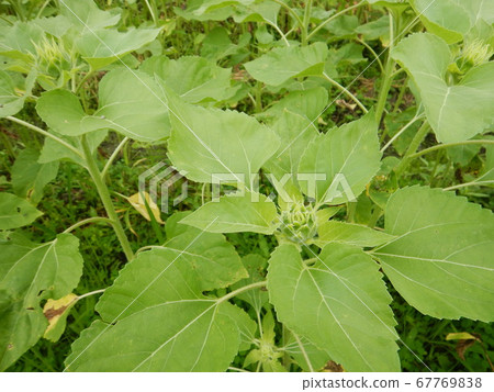 向日葵葉子 67769838