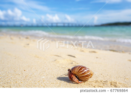 Hermit crab on Yonaha Maehama, Miyakojima, Okinawa 67769864