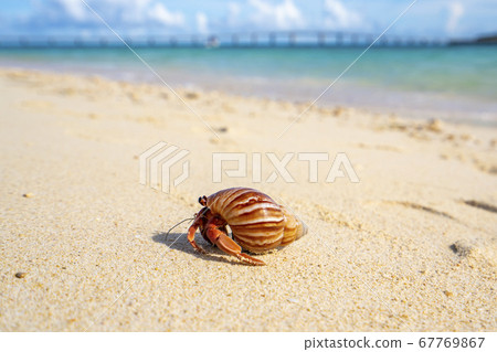 沖繩縣宮古島Yonaha Maehama的寄居蟹 67769867