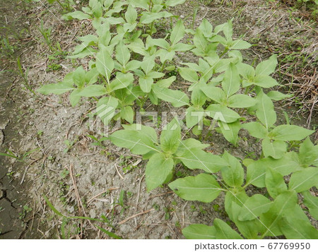 向日葵幼苗 67769950