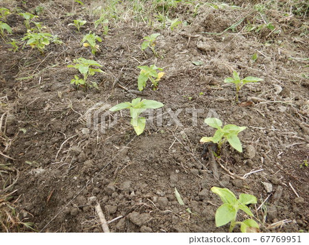 向日葵幼苗 向日葵幼苗 67769951