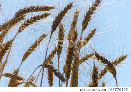 spikelets of wheat on the field close up spikelets of wheat on the field close up 67770195