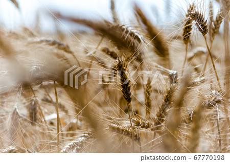 spikelets of wheat on the field close up spikelets of wheat on the field close up 67770198