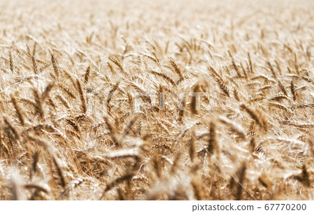 spikelets of wheat on the field close up spikelets of wheat on the field close up 67770200