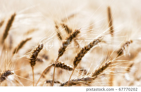 spikelets of wheat on the field close up spikelets of wheat on the field close up 67770202