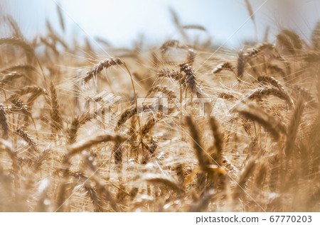spikelets of wheat on the field close up spikelets of wheat on the field close up 67770203